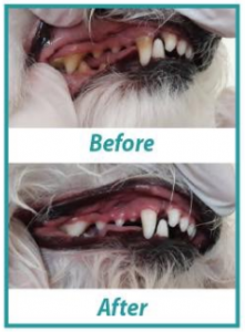 Dog Teeth Cleaning Weymouth